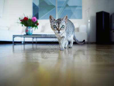 客厅里的猫家里客厅的猫高清图片