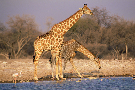 长颈鹿科动物长颈鹿背景