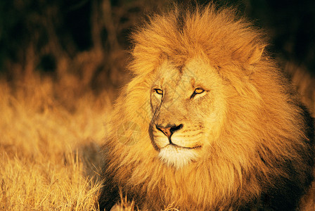 拒食野生动物狮子背景