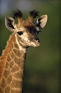 长颈鹿背景图片