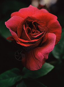 红玫瑰背景图片