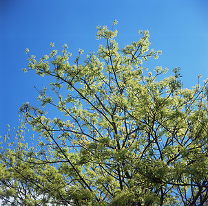 春天的树背景图片