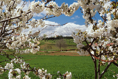 安达卢西亚的樱花图片