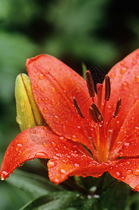 枚红色花瓣雨百合花上的雨滴背景