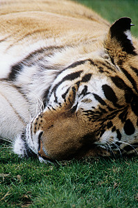 沉睡的老虎图片