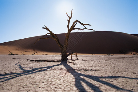 刺阿干树沙漠中光秃秃的树背景