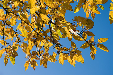 树上的秋叶背景图片