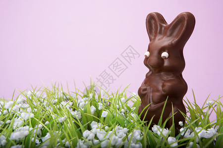巧克力兔图片