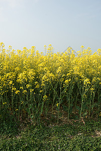 油菜图片