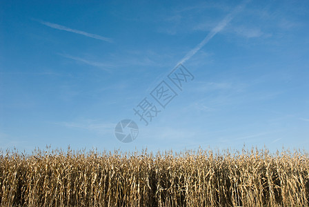 玉米地背景图片