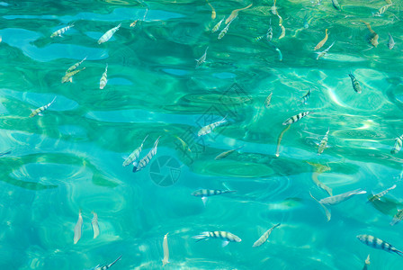 泰国木冈松国家海洋公园水下的鱼类背景