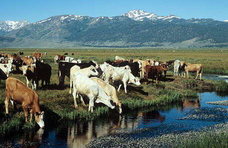 内华达山脉的奶牛背景图片