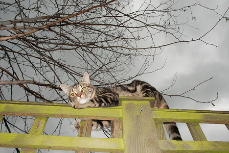 篱笆上的斑猫图片