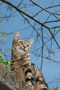 斑猫图片