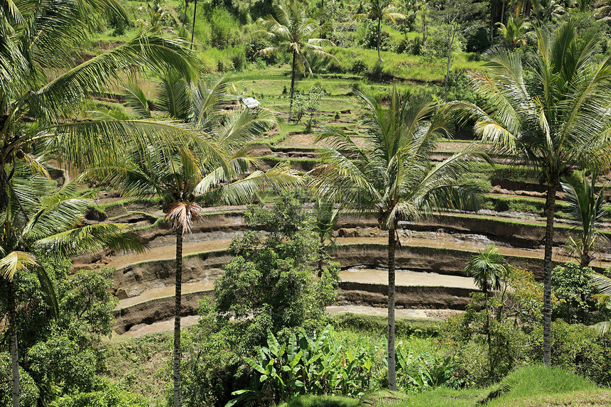 巴厘岛的稻田和棕榈树图片