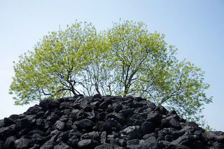 煤和树堆对比塞特高清图片