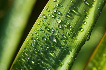 雨淋在丝兰叶子上背景