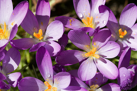 紫色番红花背景图片