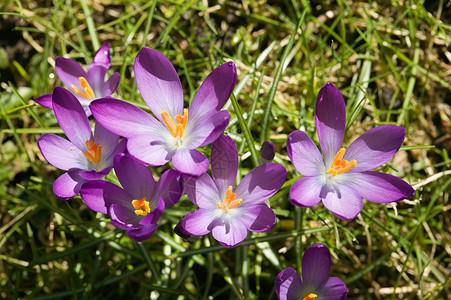 紫色番红花背景图片