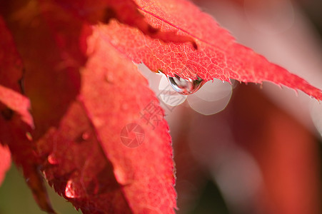 秋天的雨枫叶上的水滴背景