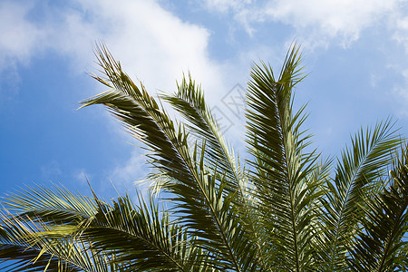 棕榈叶背景图片