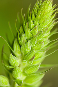 一株幼小植物的特写镜头背景图片
