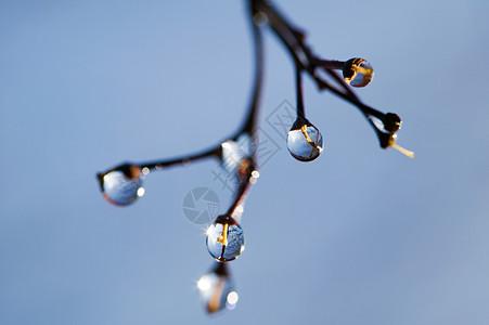 蓝色雨植物上的水滴背景