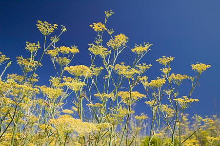 野生茴香花背景图片