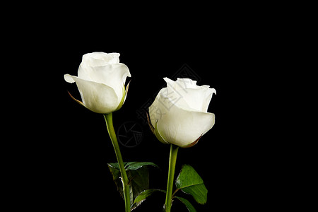 白蔷薇背景图片