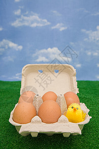 鸡蛋盒里的小鸡图片