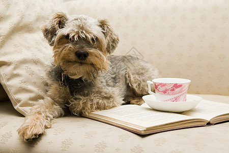 茶杯宠物狗可爱的茶狗和一本书背景