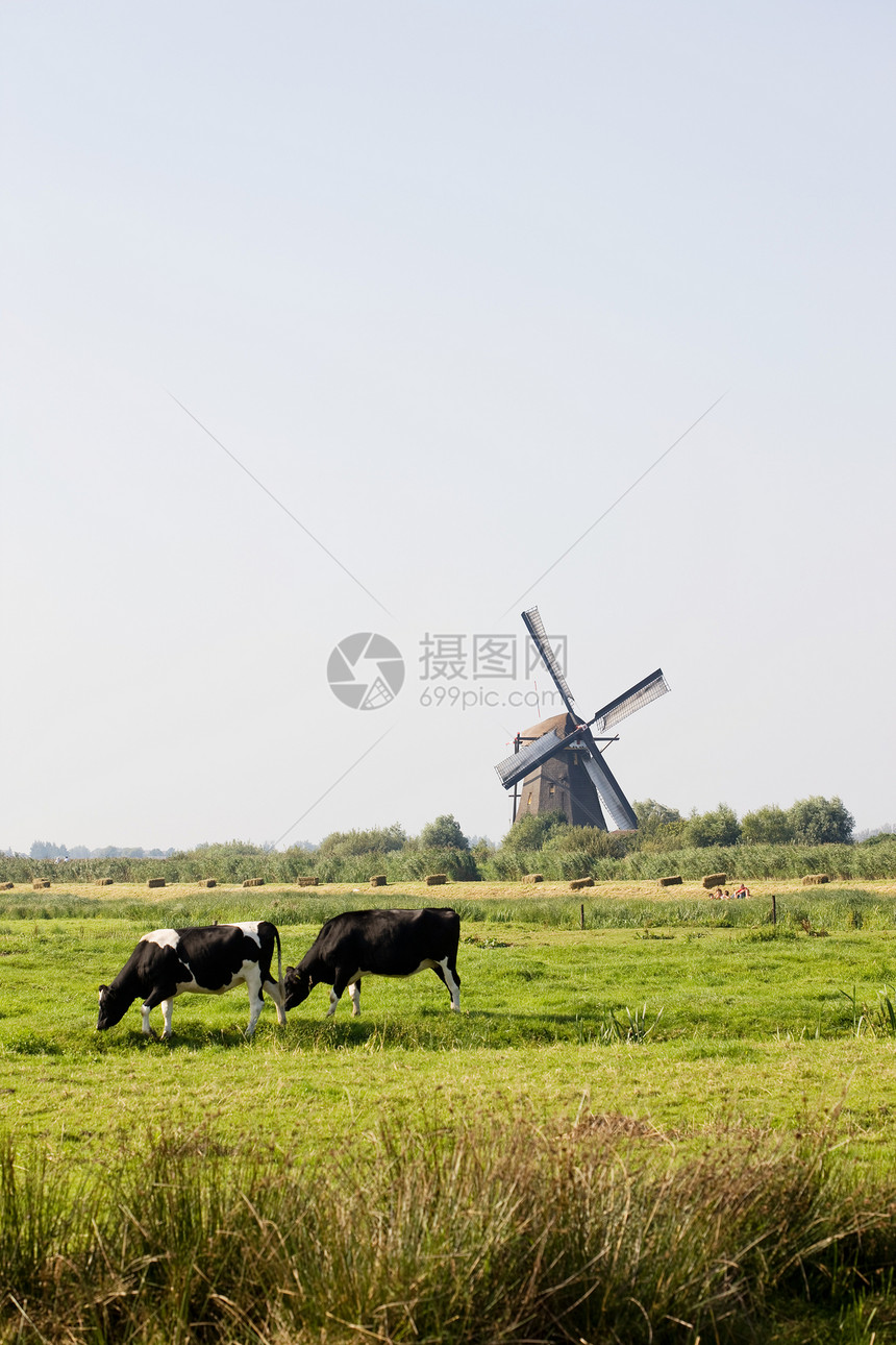 奶牛和风车图片