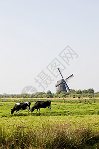 奶牛和风车图片