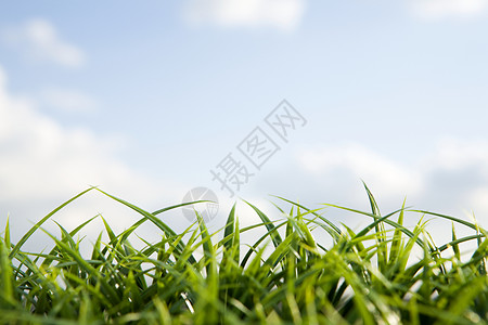 草和天空的特写镜头图片