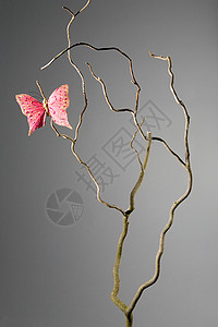 死枝上的粉红蝴蝶图片