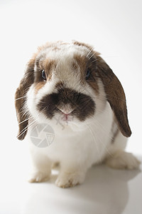 垂耳兔背景图片