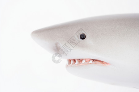 玩具鲨鱼背景图片