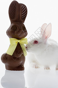 兔子味巧克力高清图片