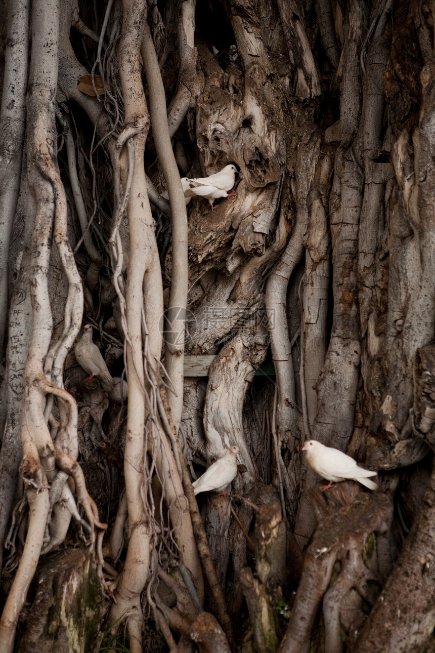 树根和白鸟图片