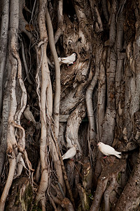 树和鸽子素材树根和白鸟背景
