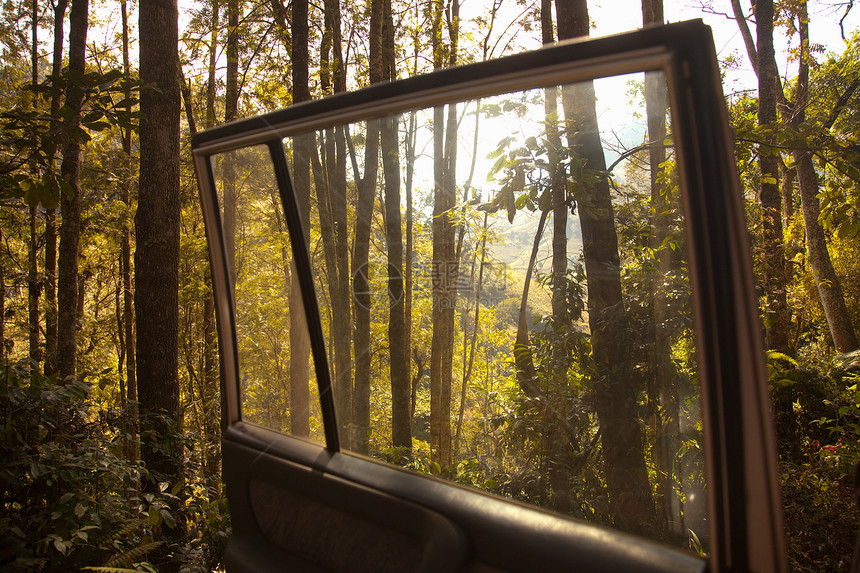从敞开的车门看到森林图片