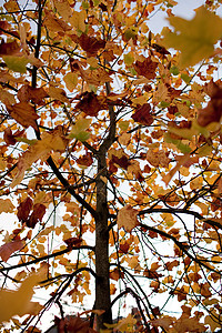 秋叶子树图片