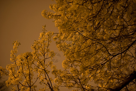 晚上的树图片