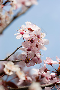 山楂花背景图片