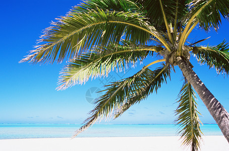 海滩上的棕榈树图片