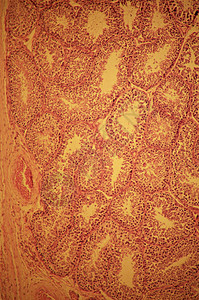 睾丸生精小管背景图片