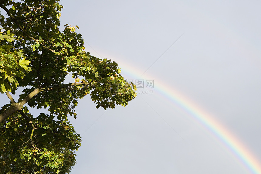 彩虹和树图片