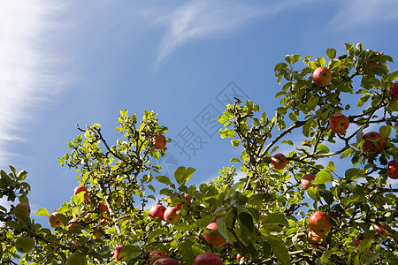 阿克苏苹果树苹果树背景