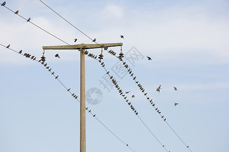 电线上的鸟背景图片