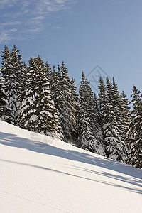 滑雪坡上的冷杉图片